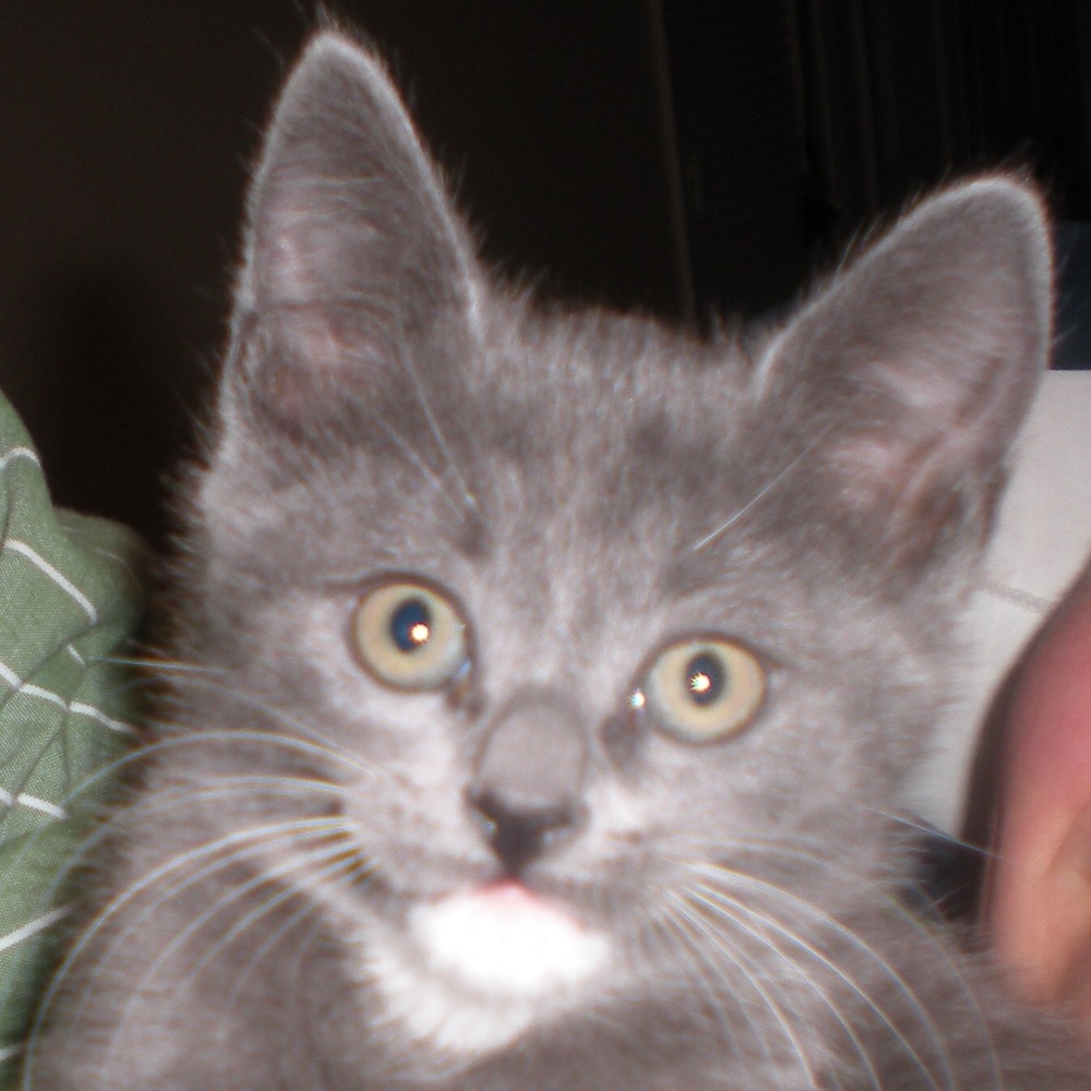 Meet your Posher, Anna